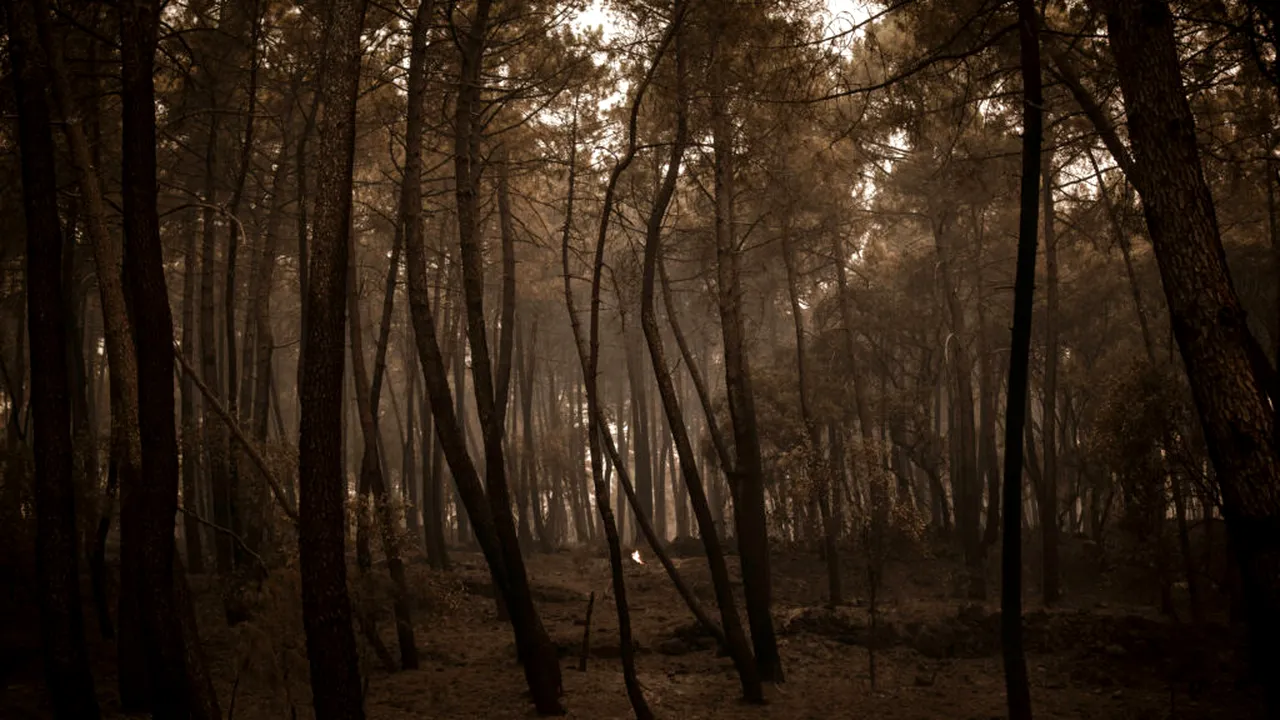 Paradox în natură: Un gândac este atras de incendiile de pădure. De ce este important pentru știință