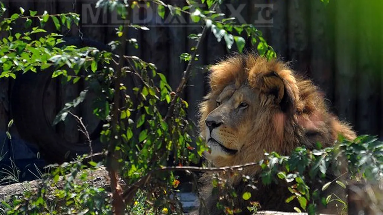Un bărbat a fost atacat de un leu la Grădina Zoologică din Braşov