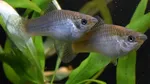 O specie clonă a supraviețuit 100.000 de ani fără masculi. Oamenii de știință credeau că e moartă de mult