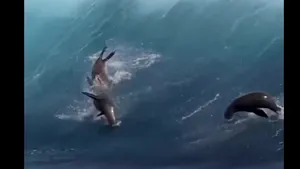 Un grup de lei de mare se pierde printre valurile uriaşe. Cum se distrează aceste mamifere marine, într-un video viral