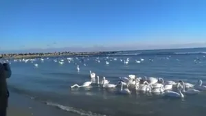 Lebedele din Golful Turcului, din Eforie, spectacol pentru turiştii de pe litoral la început de an | VIDEO