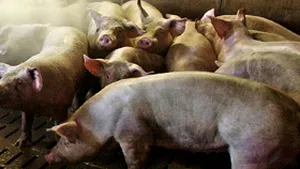 Un nou posibil focar de pestă porcină, în judeţul Timiş