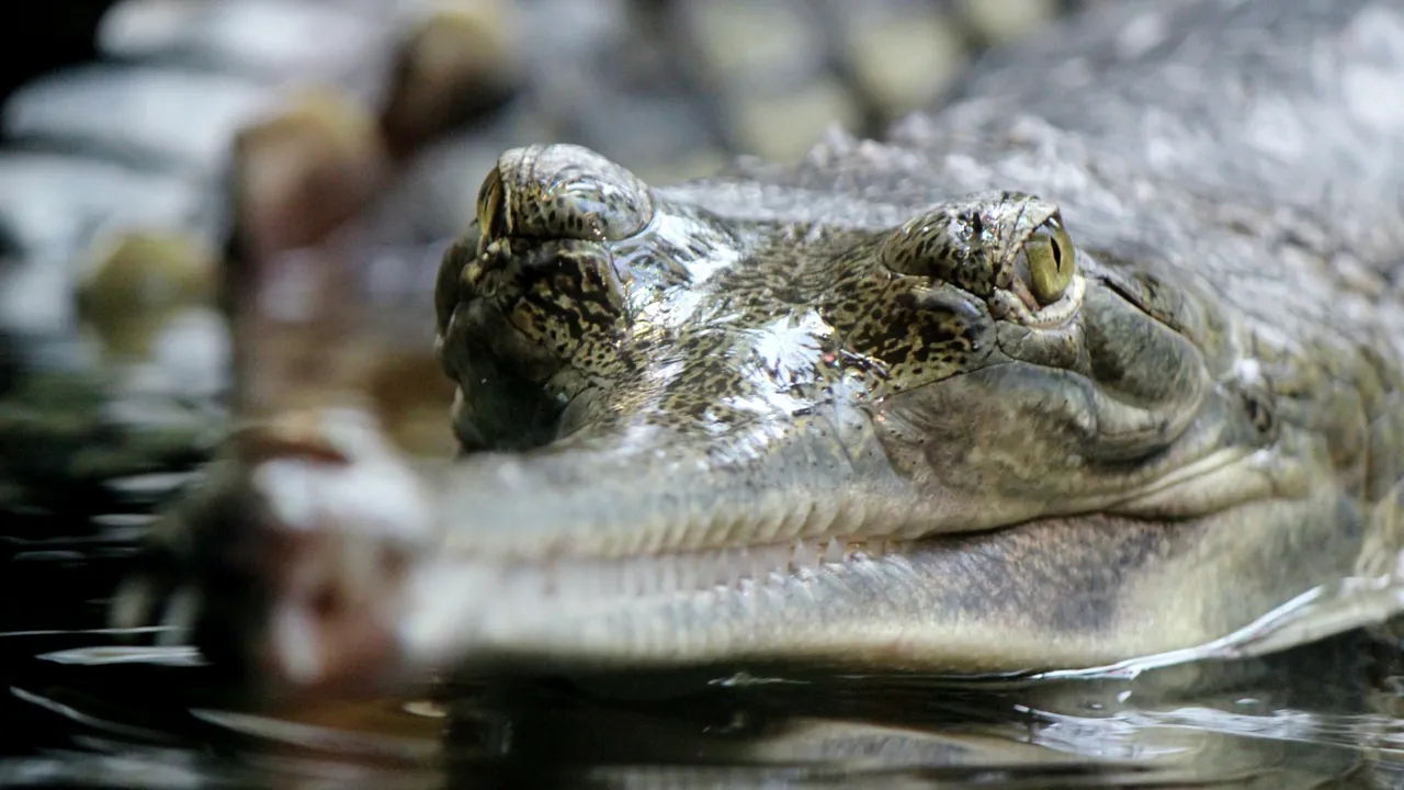 Dinţi de gavial descoperiţi de cercetători şi expuşi la Muzeul de Istorie Naturală din Sibiu