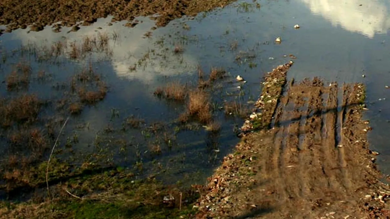 Olt: Circa 180 hectare de păşune şi două podeţe, inundate de revărsarea Dunării