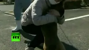 Câinele salvat după trei săptămâni de la cutremurul din Japonia şi-a găsit stăpâna - VIDEO