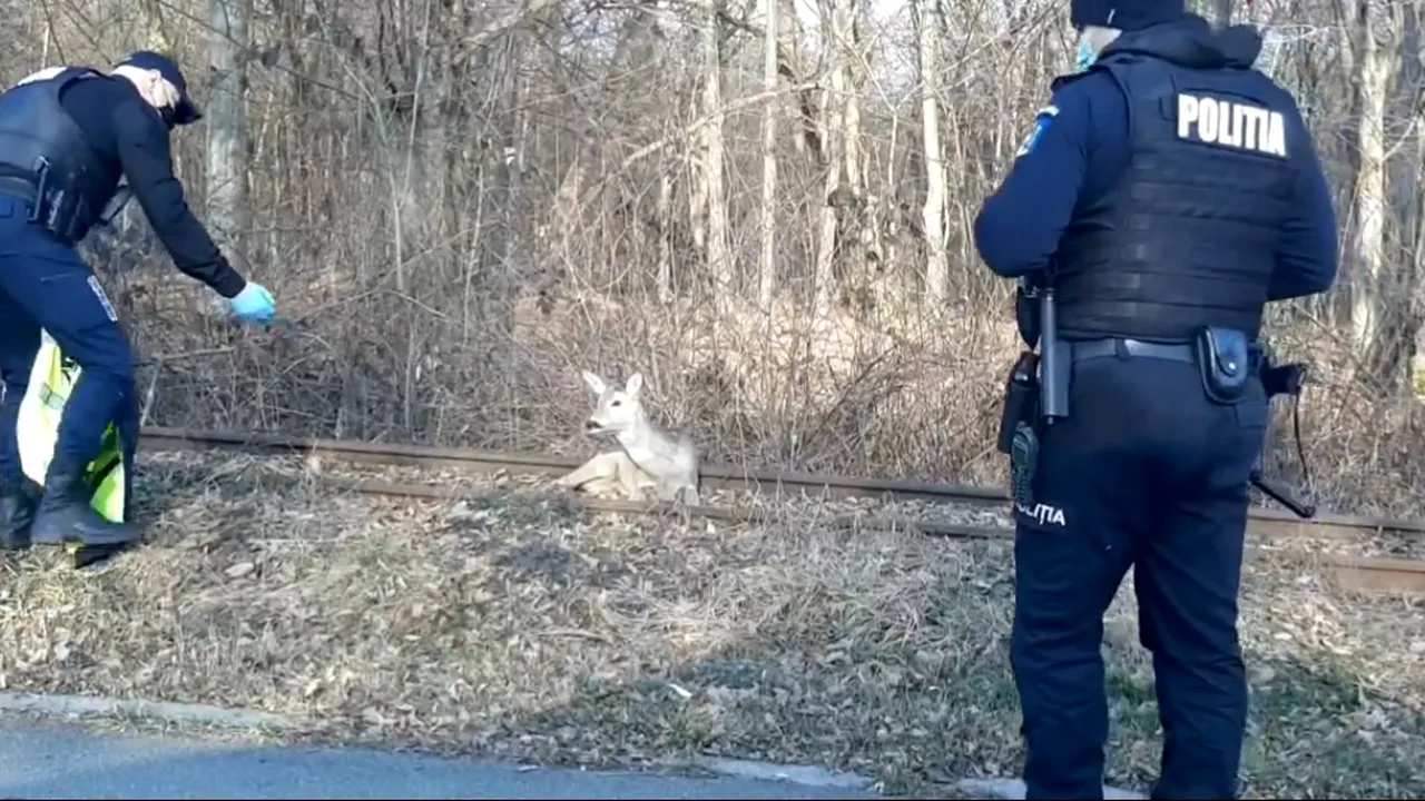 O căprioară rănită, blocată pe şinele de tramvai, salvată de „poliţistul cu haz” din Sibiu VIDEO