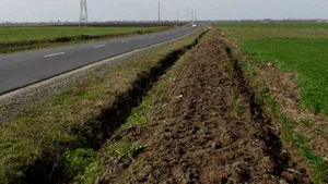 Pagubă de 400.000 lei: Sălciile energetice plantate pentru a proteja şoselele de zăpadă, distruse de agricultori - FOTO