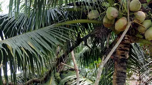 Uleiul de nucă de cocos poate preveni diabetul
