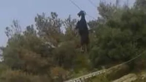 Cum a fost salvat un ţap care rămăsese suspendat de un cablu într-o localitate din Grecia - VIDEO