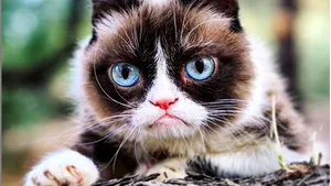 Grumpy Cat, una dintre cele mai celebre pisici din lume, a murit | FOTO, VIDEO