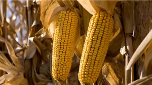 Inovaţia în agricultură prin tehnologii de editare genomică