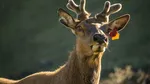 Norvegienii sunt nedumeriți cu privire la moartea „foarte neobișnuită” a renilor. Fenomenul este inexplicabil în această perioadă