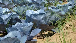 Cele mai frecvente buruieni în cultura de legume şi cum să le combaţi