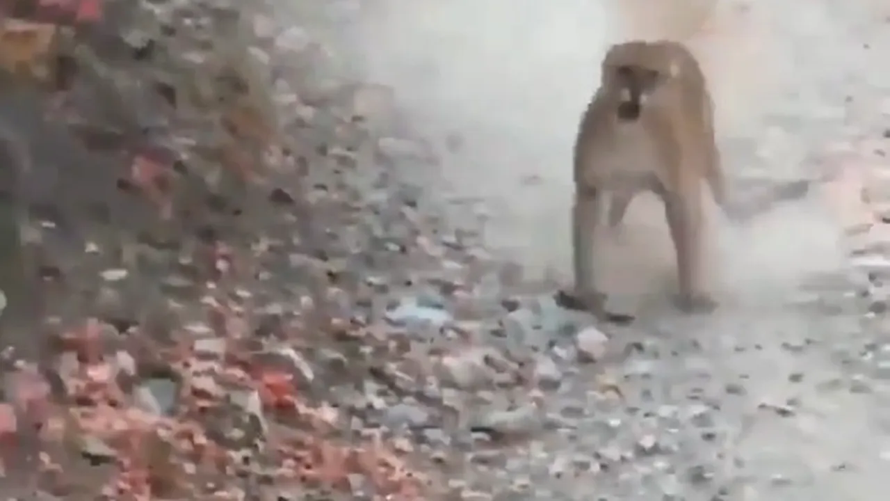 Incident pe un traseu turistic în SUA: Copil de patru ani, atacat de o puma