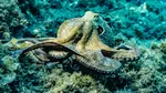 Caracatițe uriașe de până la 19 metri dominau oceanele acum 100 de milioane de ani, arată un nou studiu