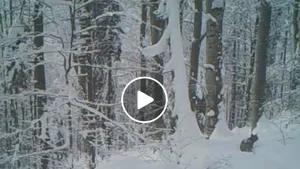 Imagini inedite: Un râs ieşit la vânătoare, prin zăpadă, în Parcul Natural Apuseni | VIDEO