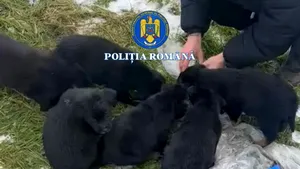 Slatina: Femeie care a pus șase căței într-un sac și i-a aruncat la gunoi, cercetată