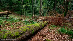 Parchetul General preia dosarul pădurarului ucis în Maramureş, după petiţia Declic, semnată de peste 30.000 de persoane