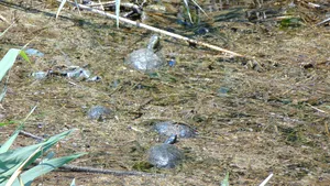 Broaştele ţestoase dintr-un canal din Craiova - protejate prin lege, uitate de autorităţi - VIDEO