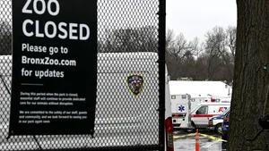 Opt feline de la Zoo din Bronx, testate pozitiv cu coronavirus. Ce simptome au