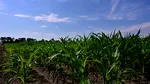 Consiliul Concurenței lovește giganții din agricultură: 21 de companii, amendate cu 83,2 milioane de lei. Prețurile erau fixate pentru fermieri