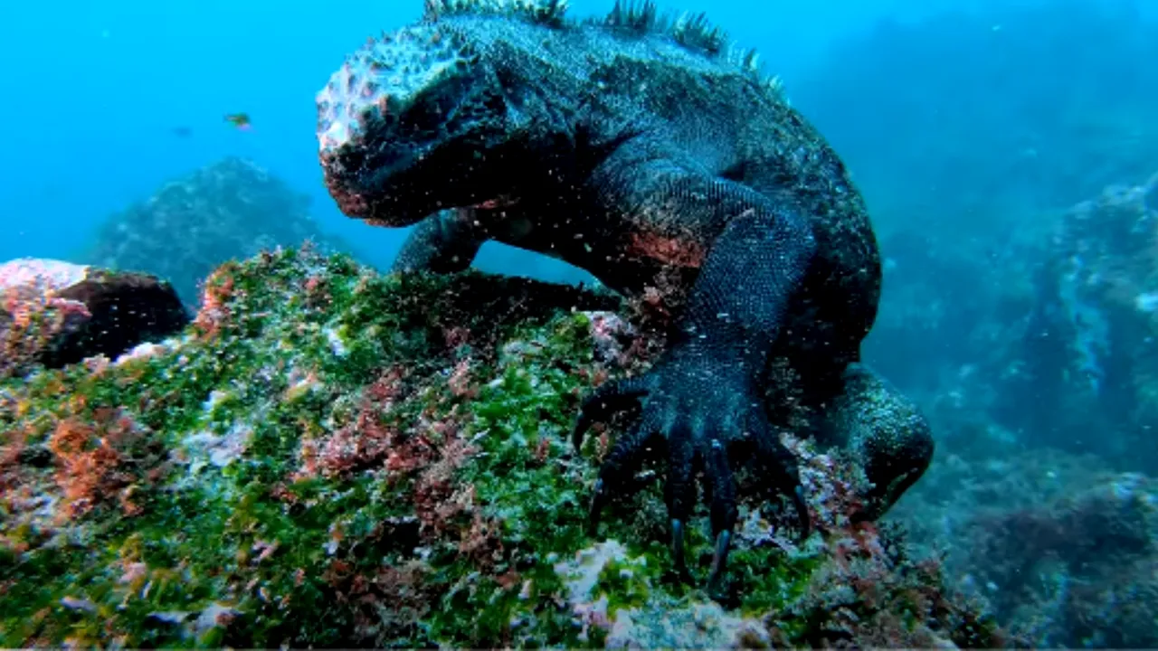 VIDEO | Autorităţile din Ecuador, în alertă. Sute de nave de pescuit chinezeşti devastează celebra rezervaţie marină Galapagos