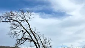 Tăieri ilegale de arbori într-o arie protejată din Brașov. Amenzi de 30.000 de lei și dosar penal