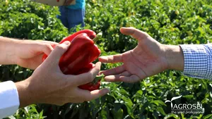 AGROSEL, liderul pieţei din România