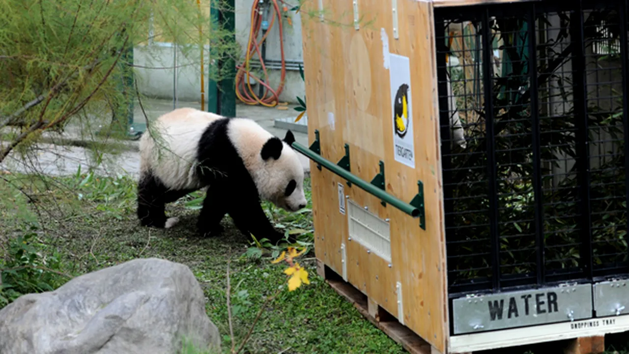 Primul urs panda născut în Europa în captivitate a plecat către China - FOTO