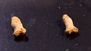 Când au realizat ce se afla printre oasele acestei păsări vechi de peste 100.000 de ani, cercetătorii au avut parte de o mare surpriză. Iată ce înghiţise înainte să moară