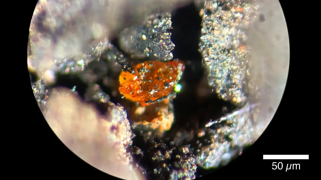 Primul chihlimbar descoperit în Antarctica arată că a existat o pădure tropicală lângă Polul Sud
