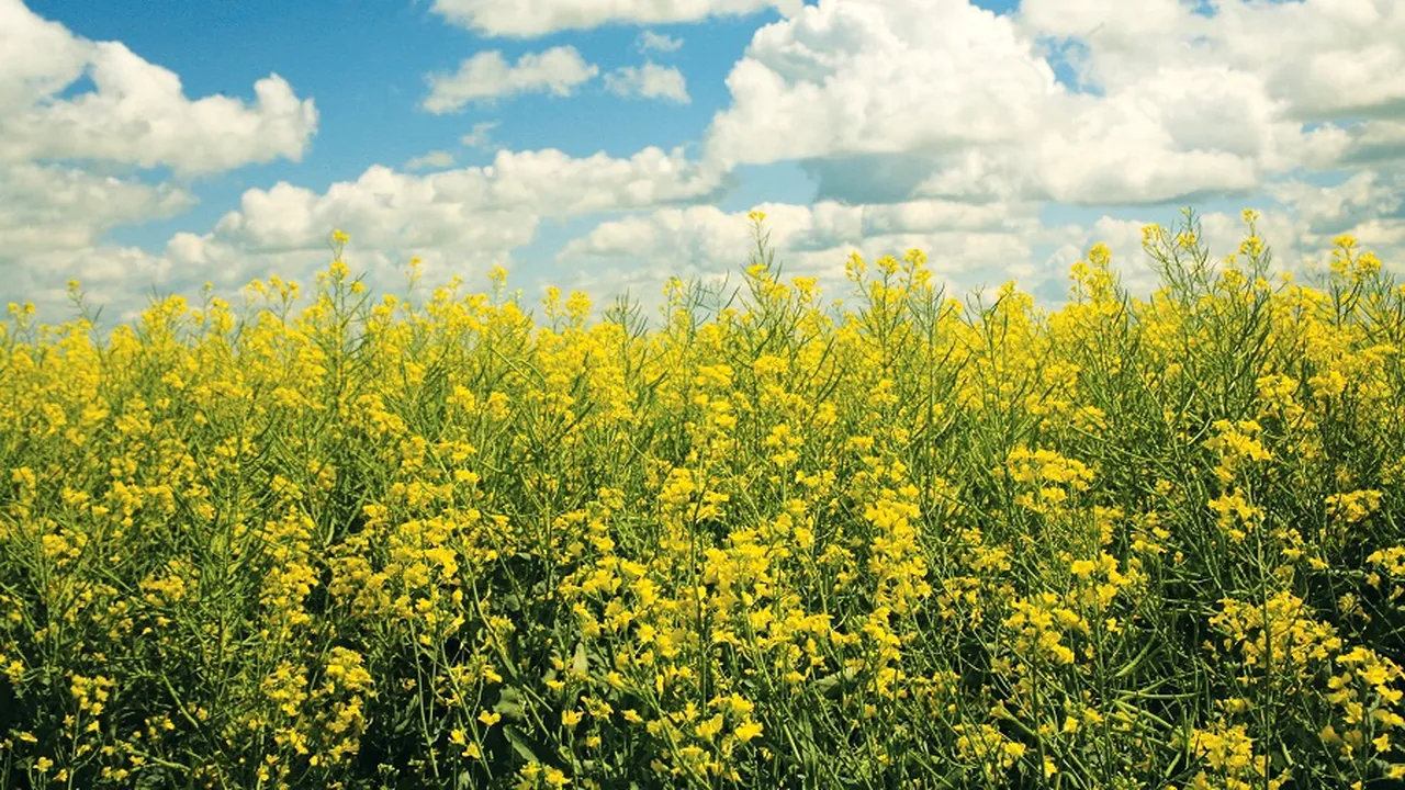 Schimbările climatice îi determină pe fermieri să adopte practici sustenabile