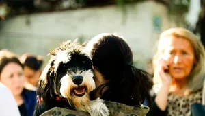 MEDIAFAX ZOOM: Maidanezii - GALERIE FOTO