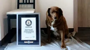 Bobi, cel mai bătrân câine din lume, a intrat în Cartea Recordurilor