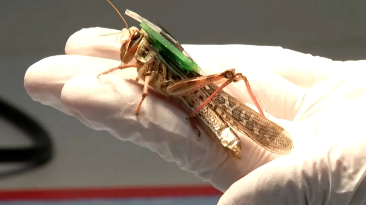 Lăcustele cyborg sunt realitate. Cercetătorii au modificat insectele pentru a proteja oamenii