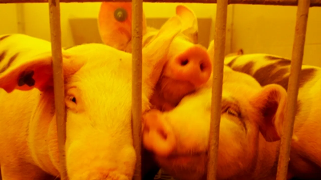 Porci canadieni au fost infectaţi în premieră cu virusul gripei porcine umane