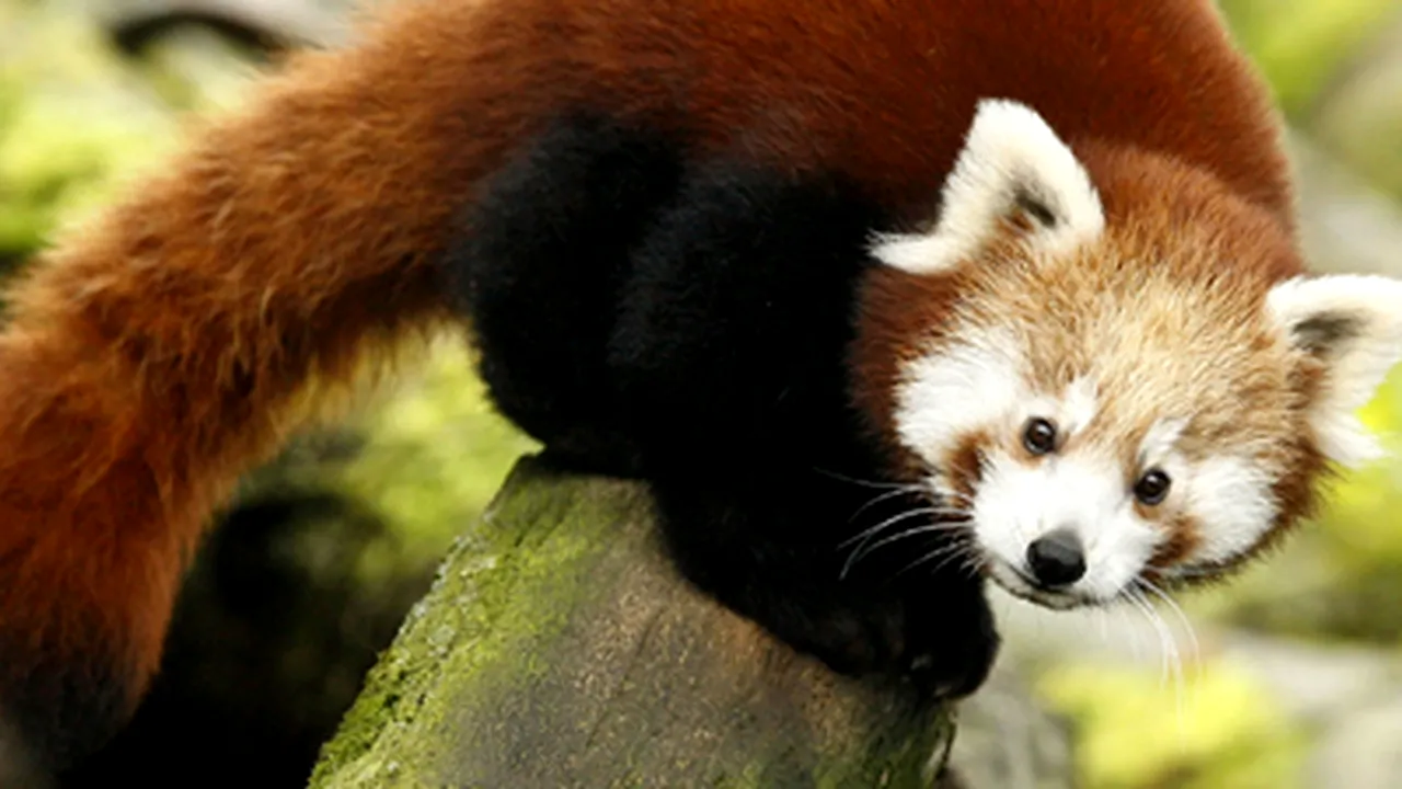Pui de urs panda, adoptat de o pisică