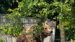 Urs găsit în containerul de gunoi al unui spital din Brașov. A fost împușcat