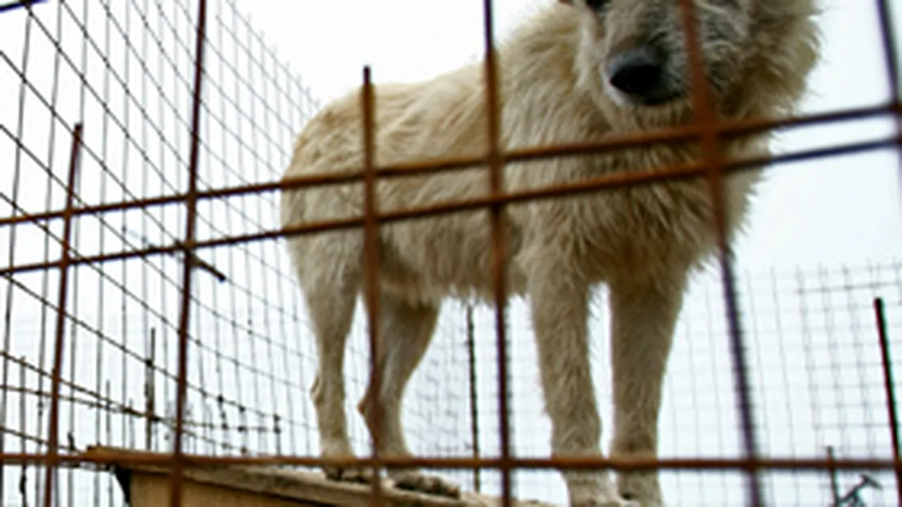 Dosar penal pentru un doljean care a maltratat şi ucis un câine