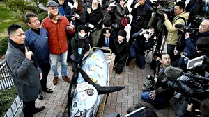 Semne de optimism. Un ton roşu a fost vândut în Japonia cu 720.000 de euro la prima licitaţie din an