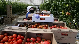 Alertă de coronavirus în industria fructelor şi legumelor. „Mulţi angajaţi mint că e doar o răceală”