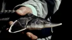 Peste 3.300 de sturioni au căzut victime braconajului în ultimul deceniu. România, printre zonele-cheie ale capturilor ilegale