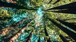 Studiu Universitatea Stanford: 15 minute în natură îmbunătățesc starea psihică, chiar fără mișcare