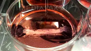 EXPERIMENT REVOLUŢIONAR: Primul burger creat din celule suşă de vacă degustat în public. Care a fost verdictul - VIDEO