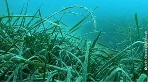Posidonia oceanică, „plămânul” oceanelor: „prinde” microplasticele şi le aruncă înapoi pe ţărm