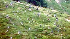 Romanian Environment Min Wants Harsher Punishments For Wood Theft