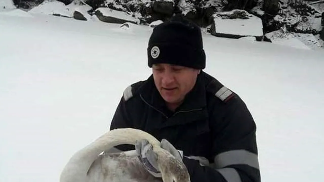 Pompierii din Argeş au reuşit să salveze un pui de lebădă din apa îngheţată a barajului Bascov