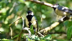Grădina Zoologică din Varșovia va avea UPU pentru păsări sălbatice rănite