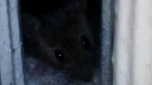 Urechelniţe şi şoareci, în saloane la Spitalul de Pneumoftiziologie Aiud: 