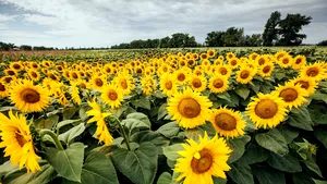 Produsele pentru tratarea seminţelor sunt soluţii sustenabile pentru fermieri